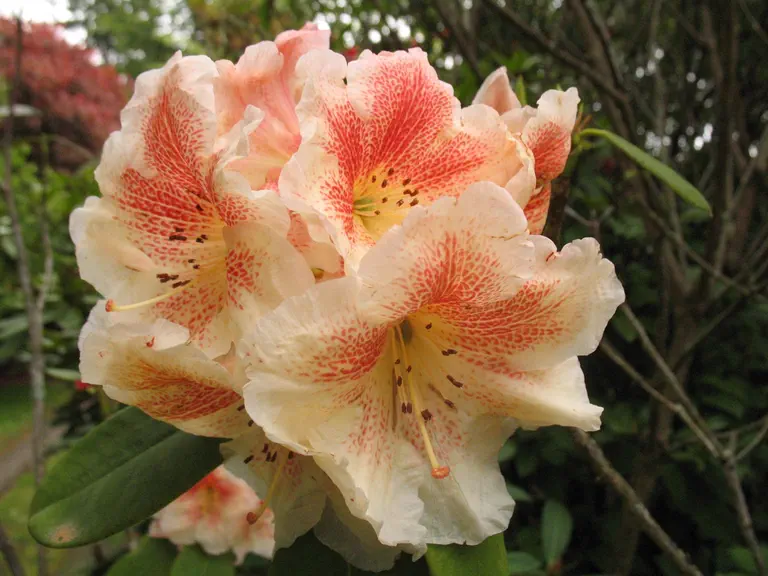 Photo of R. 'Paprika Spiced', Rhododendron Hybrid