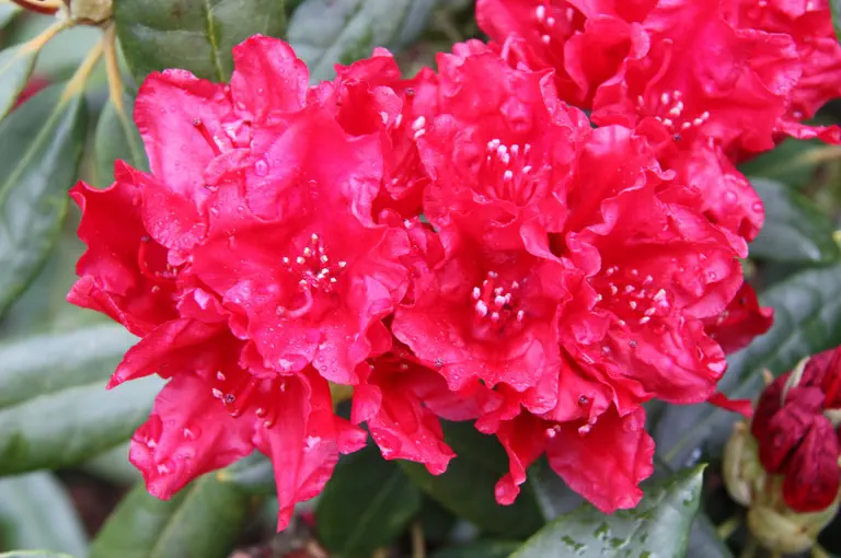 Photo of R. 'Blinklicht', Rhododendron Hybrid
