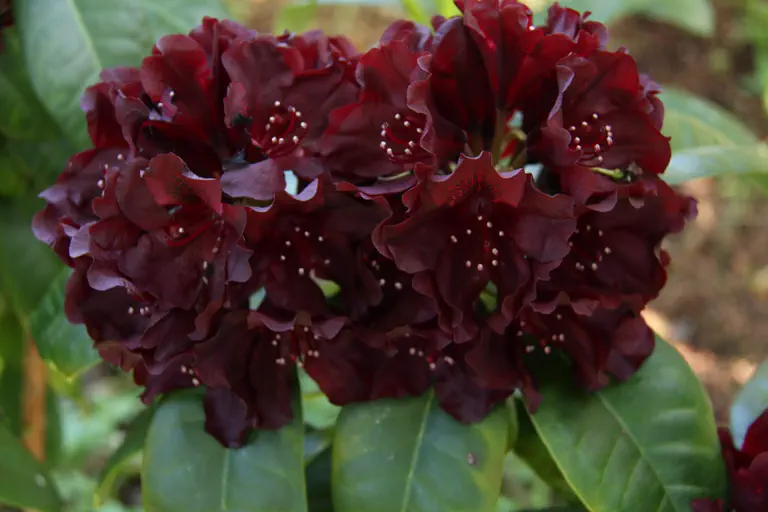 Photo of R. 'Black Widow', Rhododendron Hybrid