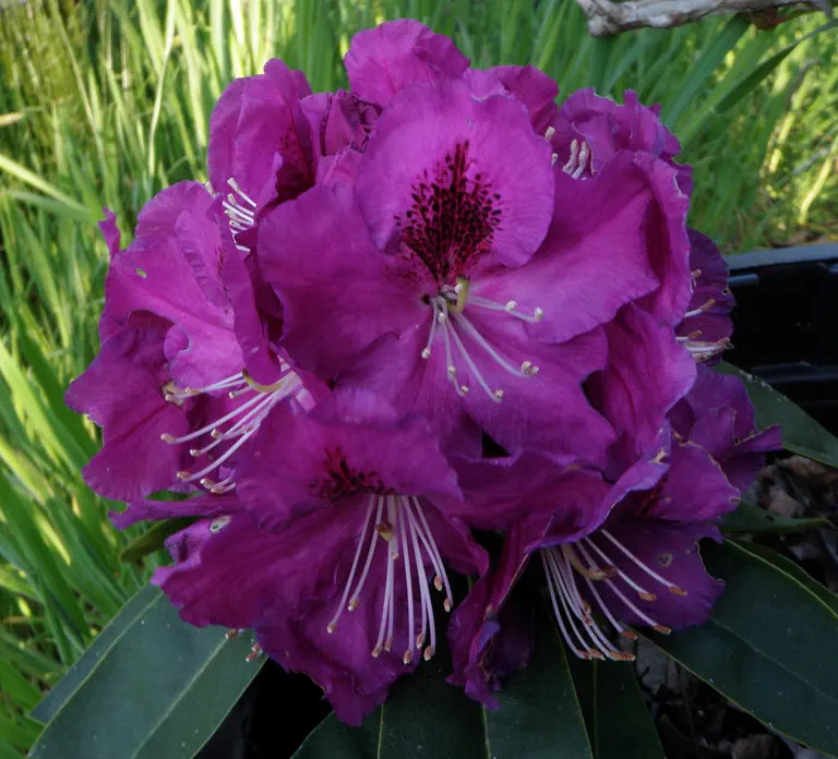Photo of R. 'Blue Rhapsody', Rhododendron Hybrid