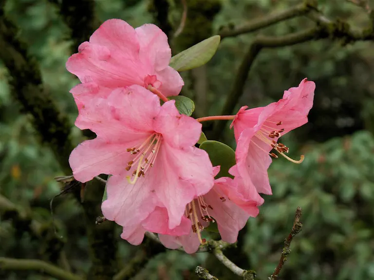 Photo of R. 'Brickdust', Rhododendron Hybrid