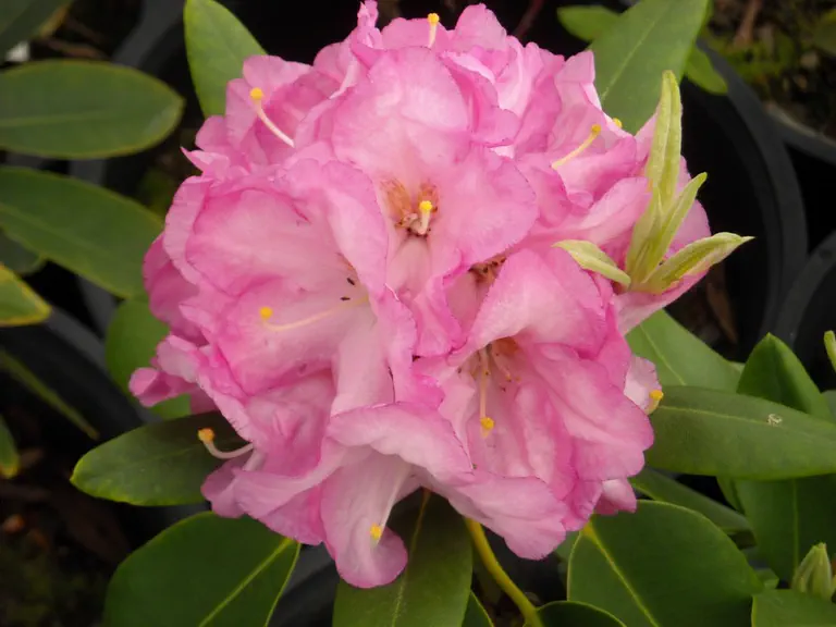 Photo of R. 'Pink Flourish', Rhododendron Hybrid
