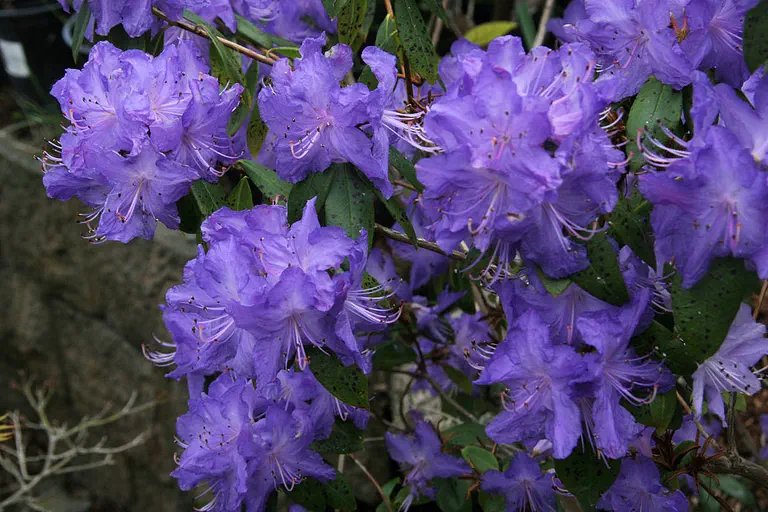 Photo of R. 'Seńora Meldon', Rhododendron Hybrid