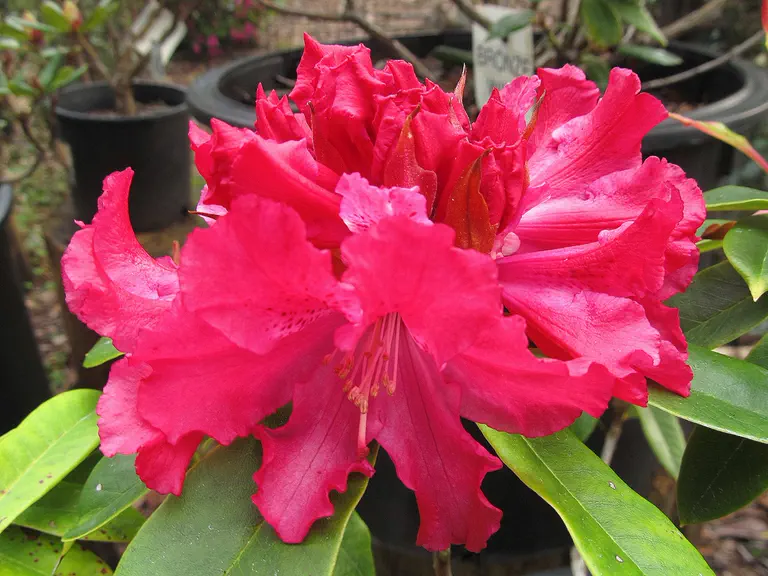 Photo of R. 'Pom Pom', Rhododendron Hybrid