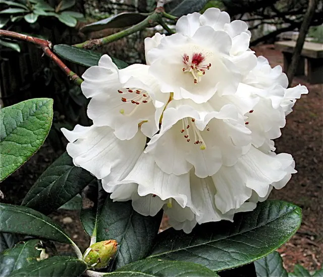 Photo of R. 'Powder Snow', Rhododendron Hybrid