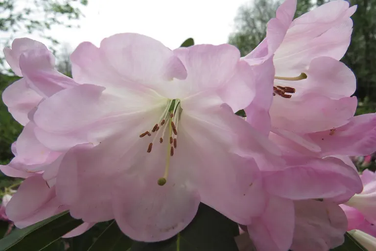 Photo of R. 'Paris', Rhododendron Hybrid