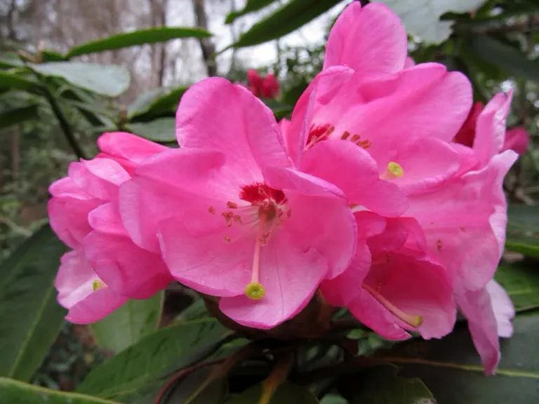 Photo of R. 'Sausalito', Rhododendron Hybrid