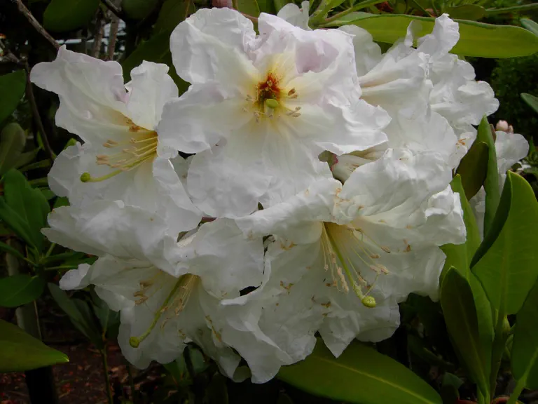 Photo of R. 'Summer Snow', Rhododendron Hybrid