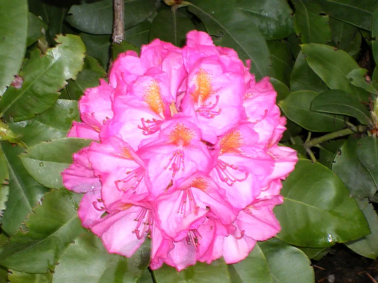 Photo of R. 'Jackie Ann', Rhododendron Hybrid