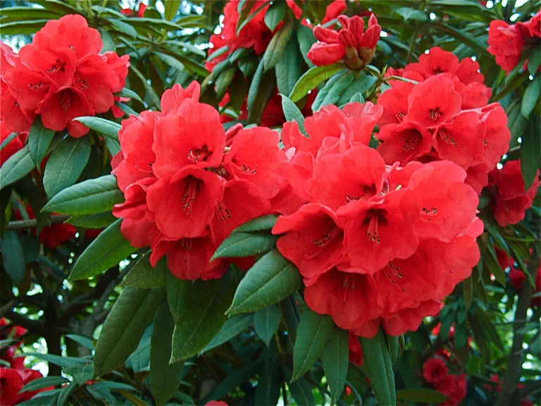Photo of R. 'Double Winner', Rhododendron Hybrid