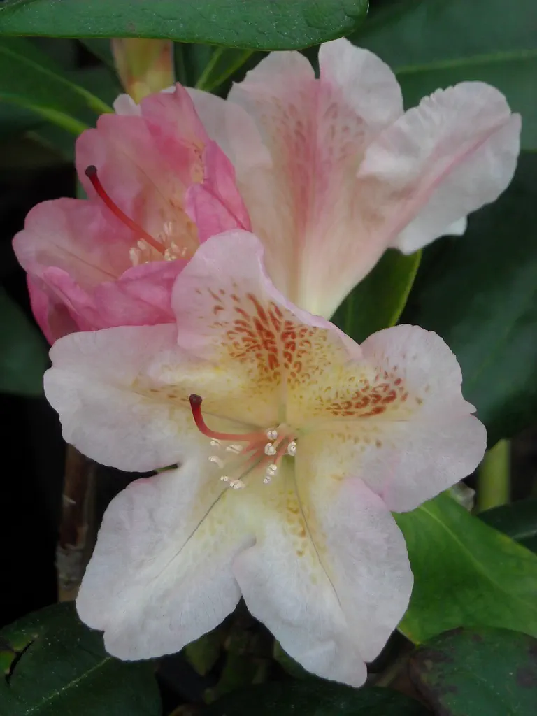 Photo of R. 'Casanova', Rhododendron Hybrid