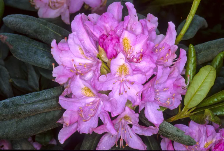 Photo of R. 'Parsons Gloriosum', Rhododendron Hybrid