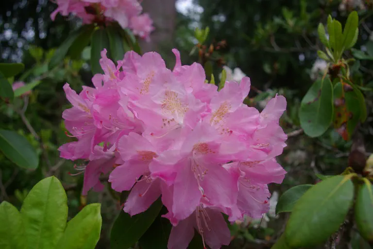 Photo of R. 'Party Pink', Rhododendron Hybrid