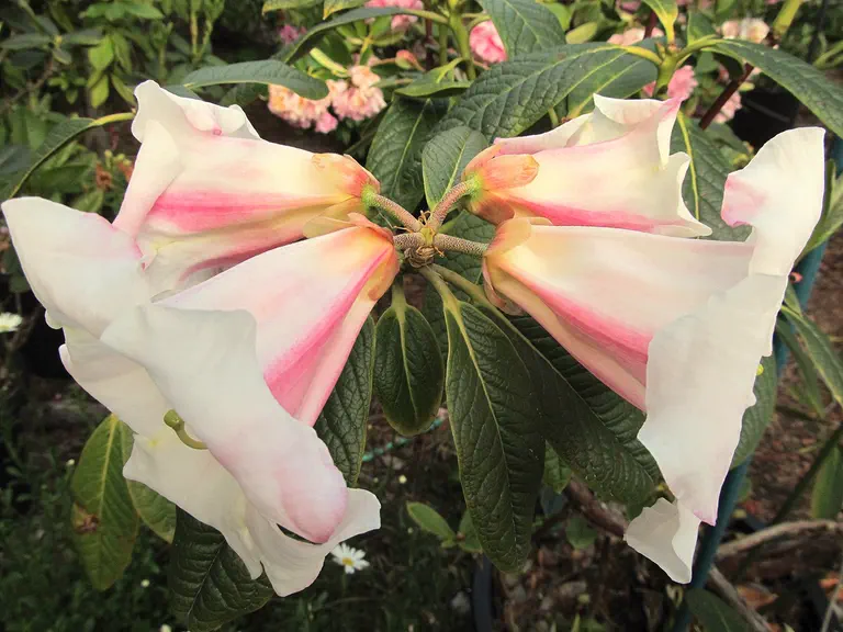 Photo of R. 'Patricia Marie', Rhododendron Hybrid
