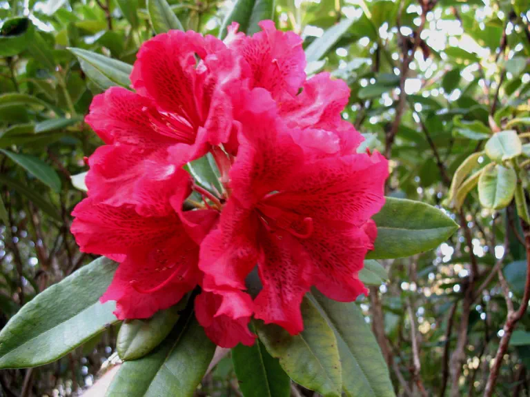 Photo of R. 'Red Olympia', Rhododendron Hybrid