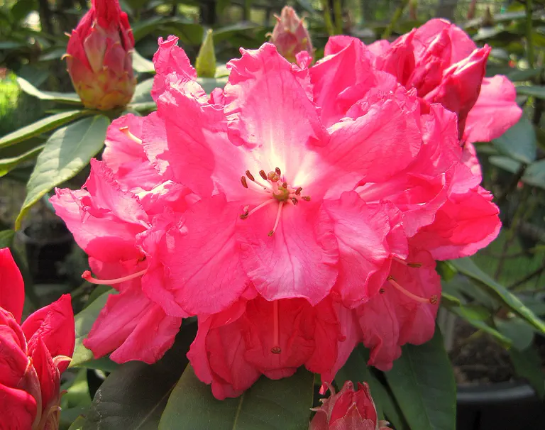 Photo of R. 'Eugene', Rhododendron Hybrid