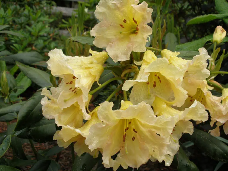 Photo of R. 'Evening Glow', Rhododendron Hybrid