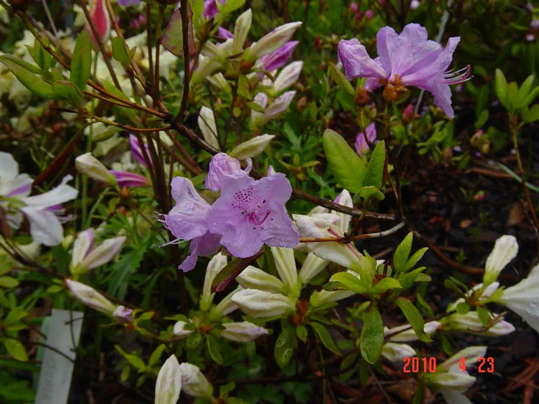 Photo of R. 'Chapmanii Wonder', Rhododendron Hybrid