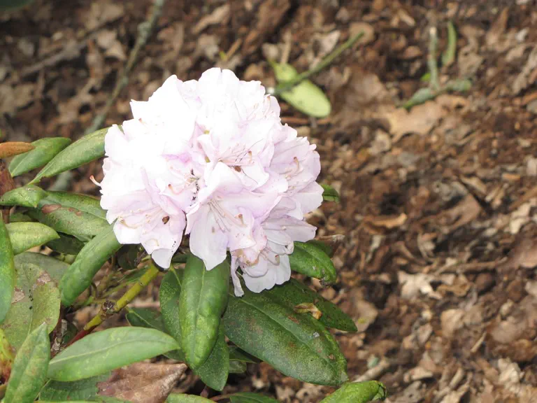 Photo of R. 'Viola', Rhododendron Hybrid