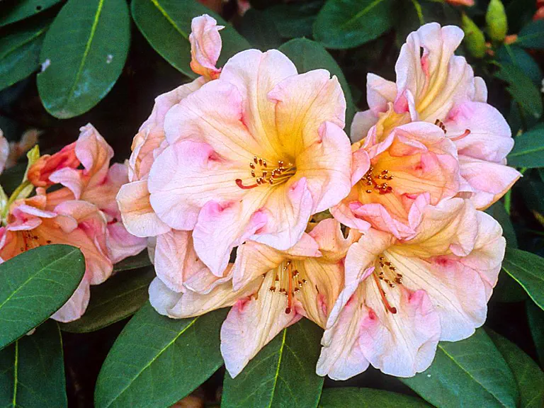Photo of R. 'Comstock', Rhododendron Hybrid