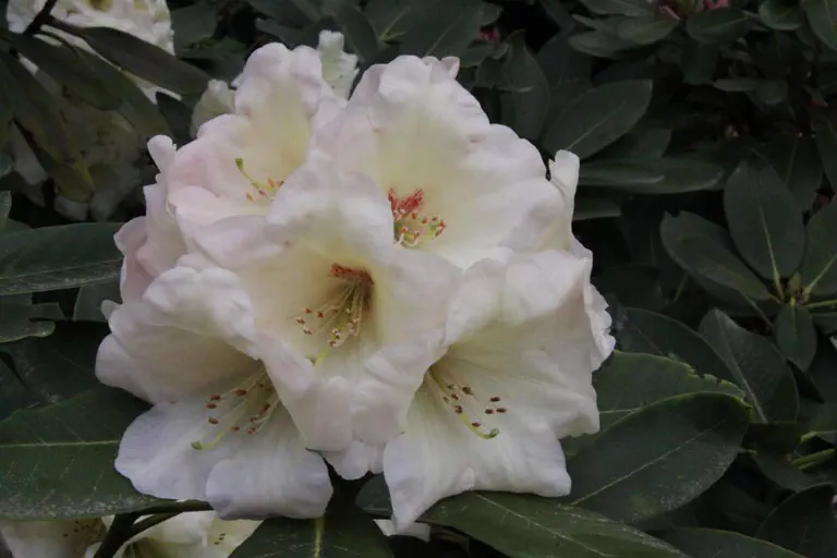 Photo of R. 'Lionel's Triumph', Rhododendron Hybrid