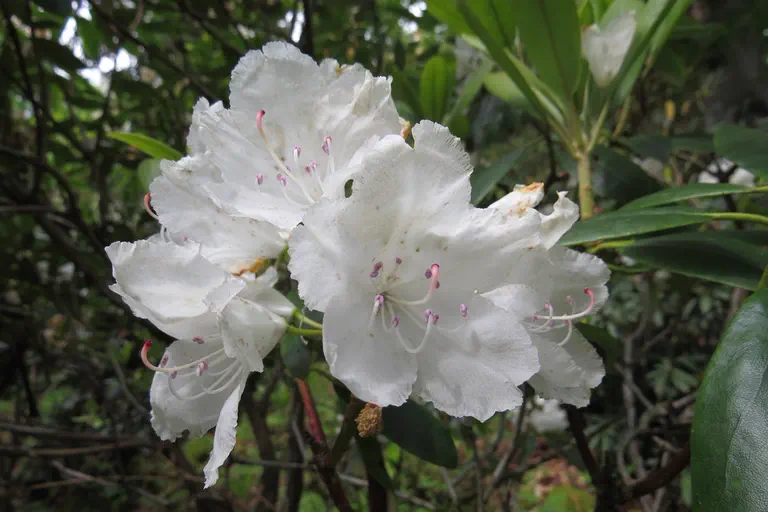 Photo of R. catawbiense 'Powell Glass', Rhododendron Species Selection
