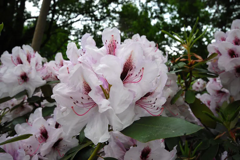 Photo of R. 'Mrs Helen Koster', Rhododendron Hybrid