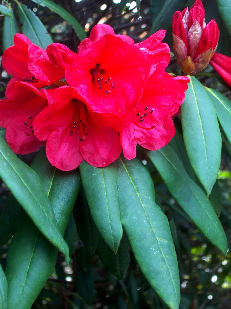 Photo of R. 'Matador', Rhododendron Hybrid