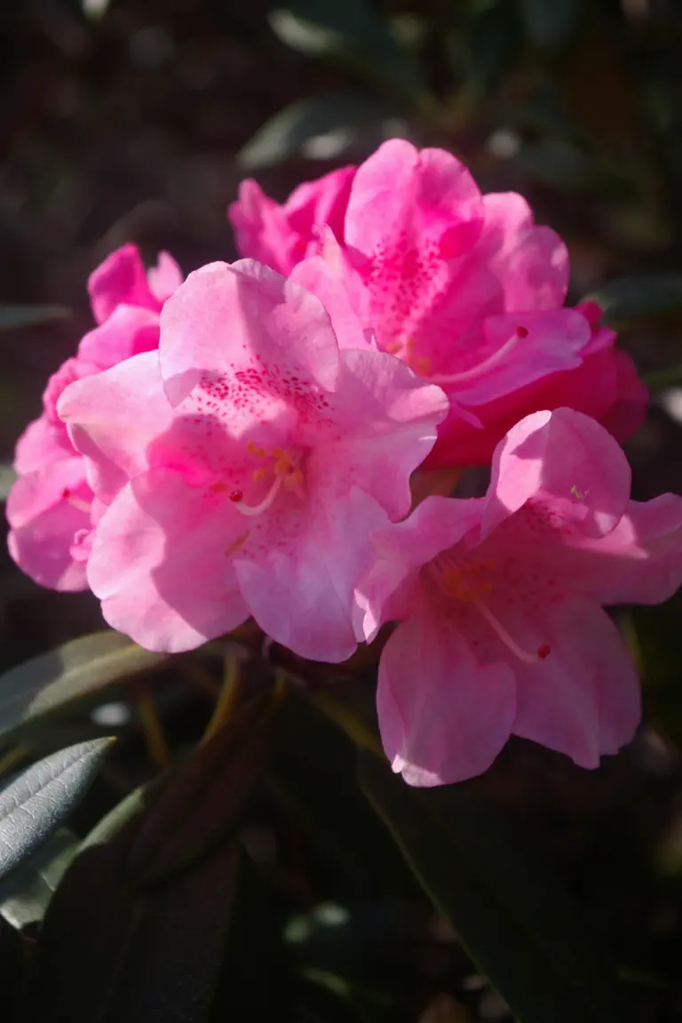 Photo of R. 'yakushimanum x Corona', Rhododendron Hybrid