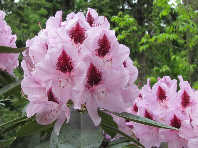 Photo of R. 'Madame Linden', Rhododendron Hybrid