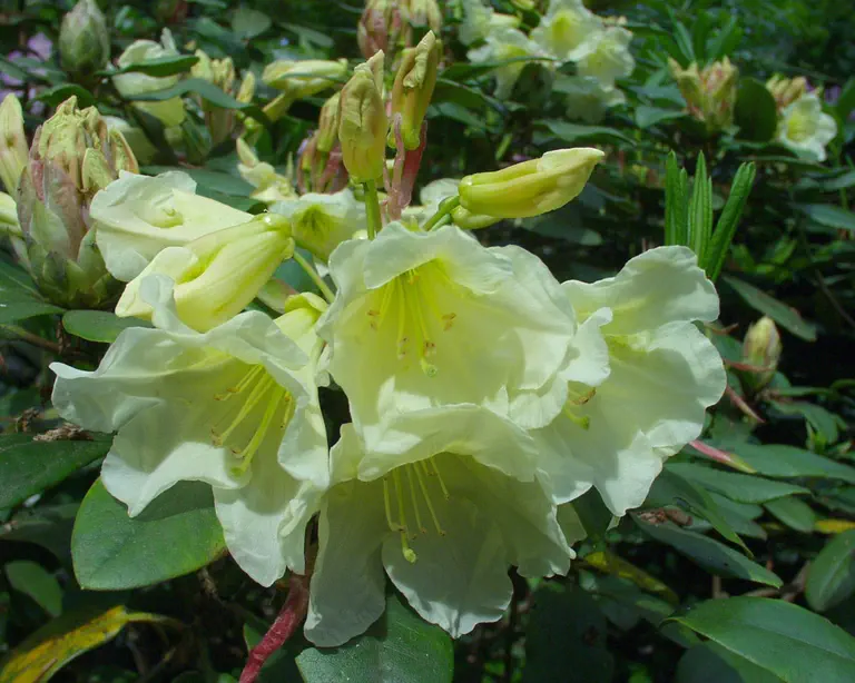 Photo of R. 'Goldquelle', Rhododendron Hybrid