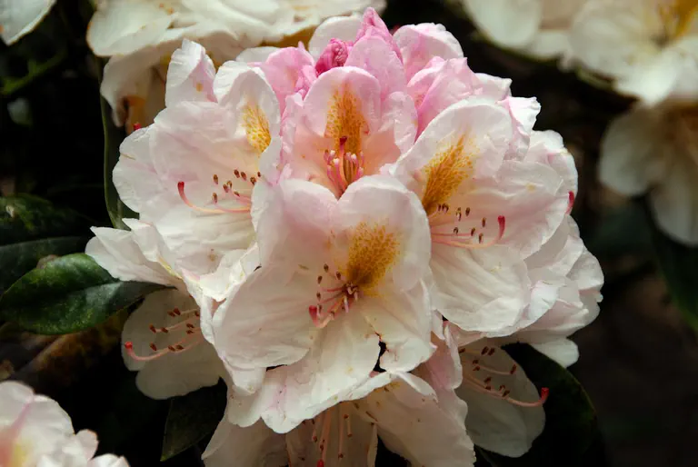 Photo of R. 'Christine Rau', Rhododendron Hybrid
