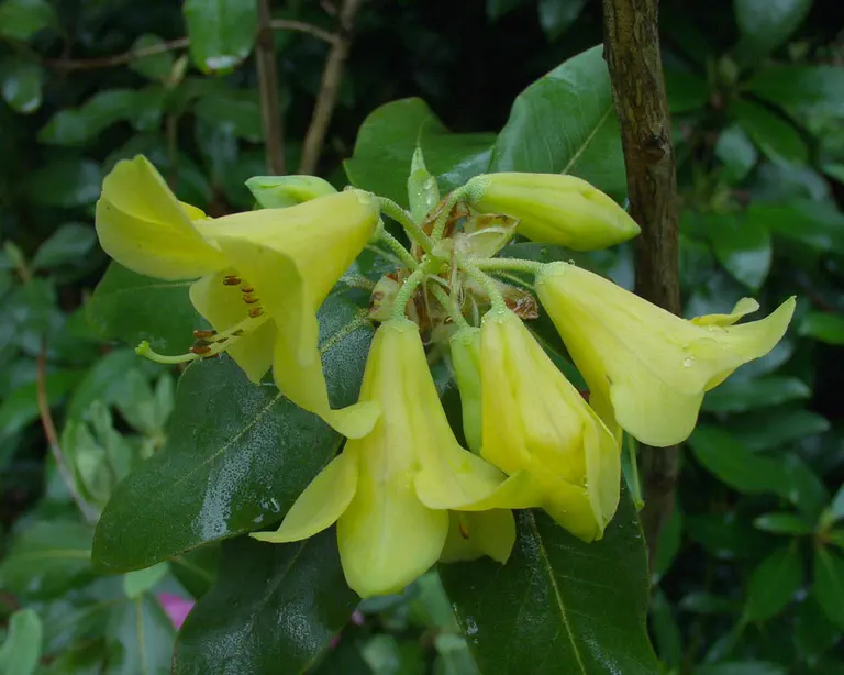 Photo of R. cinnabarinum ssp xanthocodon 'Daffodilly', Rhododendron Species Selection