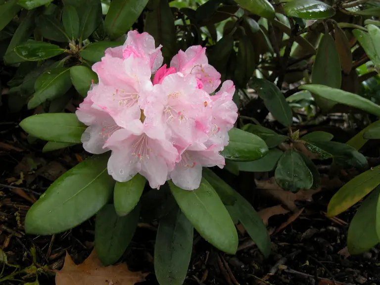 Photo of R. 'Heathcote', Rhododendron Hybrid