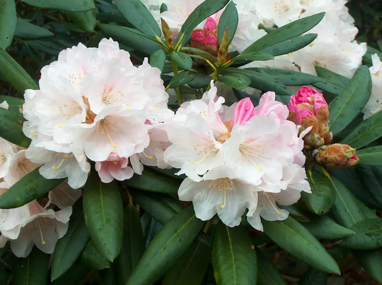 Photo of R. 'Pawhuska', Rhododendron Hybrid