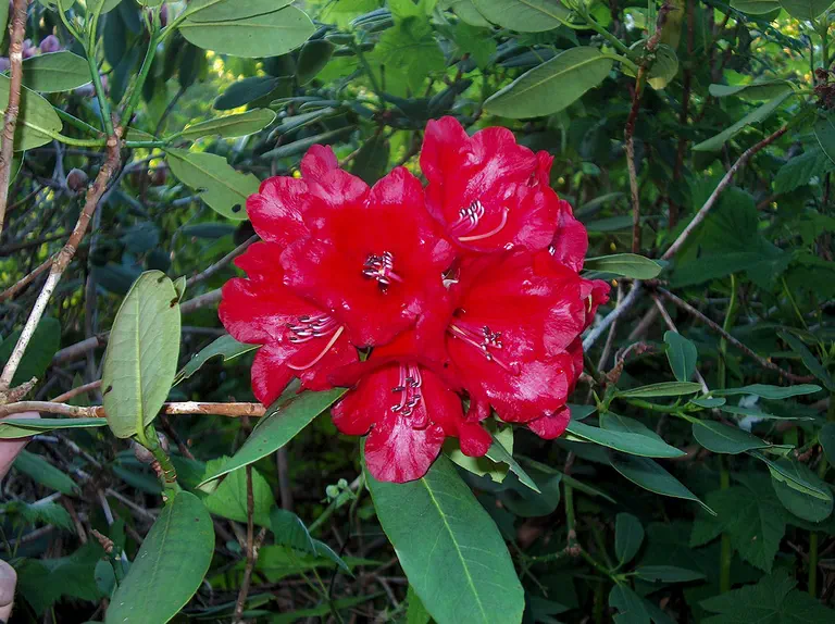 Photo of R. 'Chanticleer', Rhododendron Hybrid