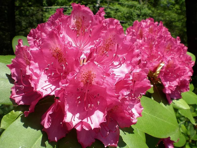 Photo of R. 'Pearce's American Beauty', Rhododendron Hybrid