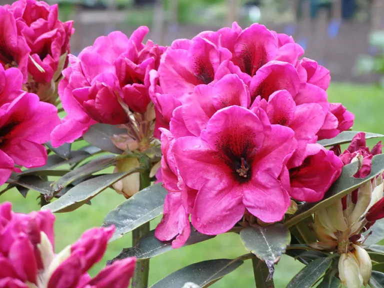 Photo of R. 'Midnight', Rhododendron Hybrid