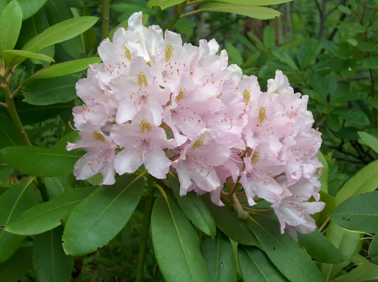 Photo of R. 'Russell Harmon', Rhododendron Hybrid