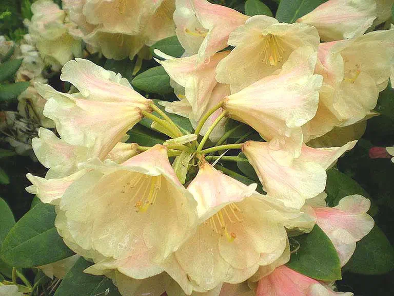 Photo of R. 'Si Si', Rhododendron Hybrid