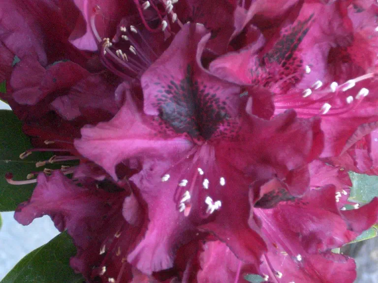 Photo of R. 'Nigrescens', Rhododendron Hybrid