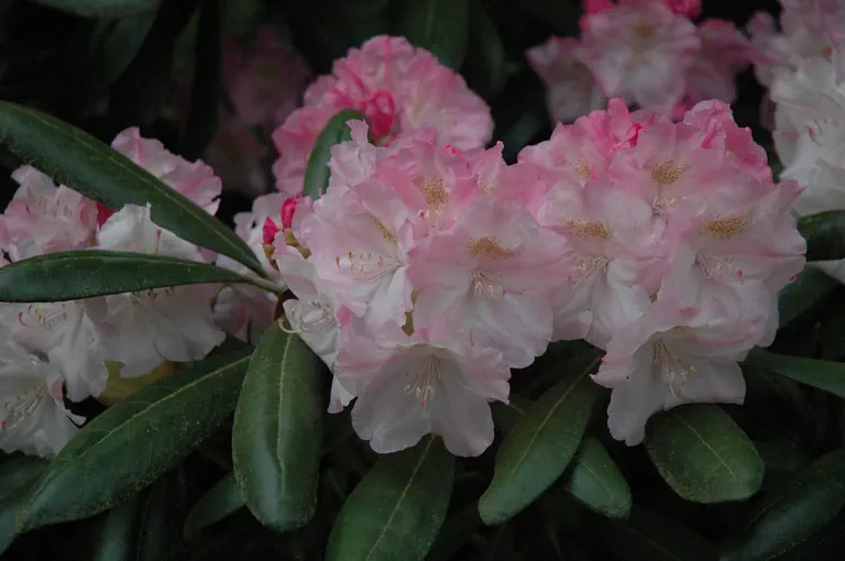 Photo of R. degronianum ssp yakushimanum 'Ken Janeck', Rhododendron Species Selection