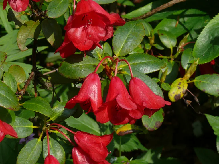 Photo of R. 'Peek-a-boo', Rhododendron Hybrid