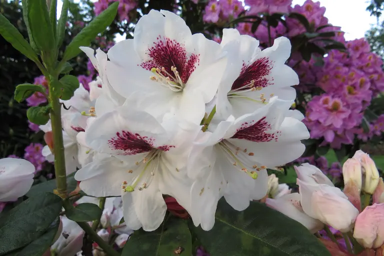 Photo of R. 'Peeping Tom', Rhododendron Hybrid