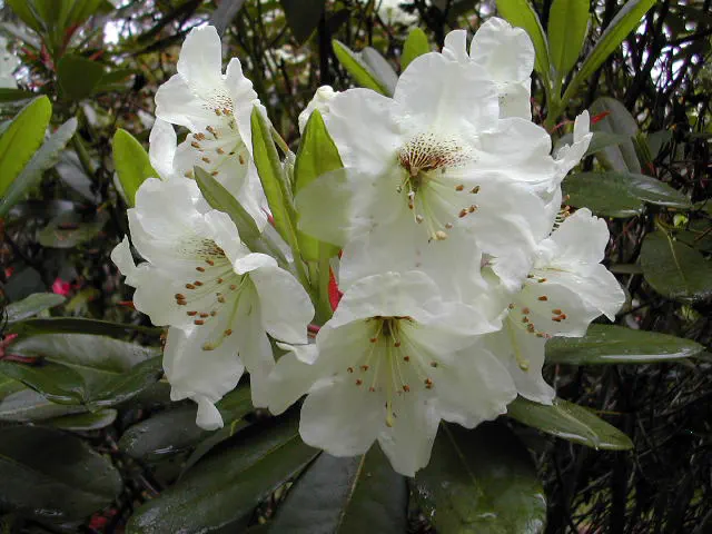 Photo of R. 'Lackamas Cream', Rhododendron Hybrid