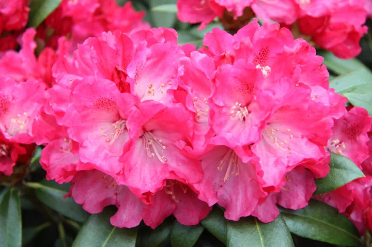 Photo of R. 'Bad Sassendorf', Rhododendron Hybrid