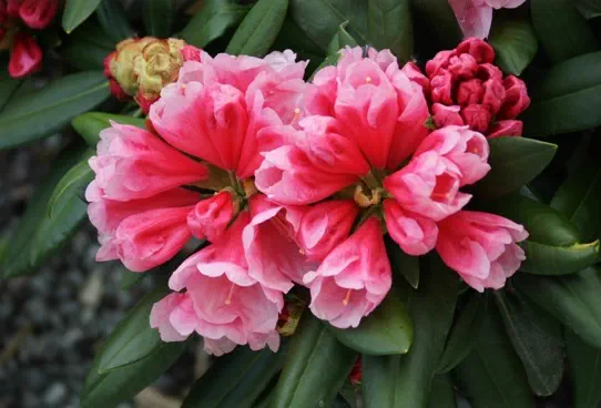 Photo of R. 'Vintage Rosé', Rhododendron Hybrid