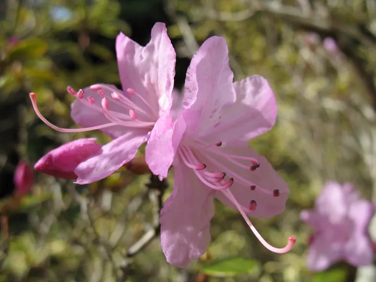 Photo of R. 'Conemaugh', Rhododendron Hybrid
