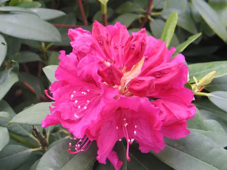Photo of R. 'Pelopidas', Rhododendron Hybrid