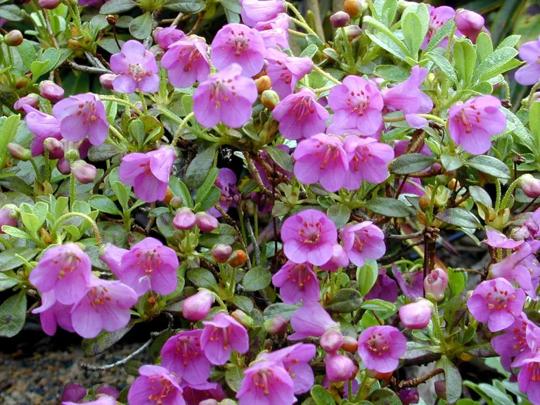 Photo of R. campylogynum 'Cremastum', Rhododendron Species Selection